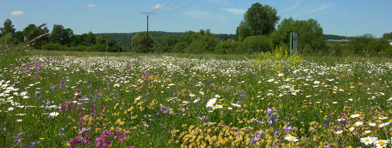 In einem innovativen Projekt wurde an der Fulda in Bad Hersfeld die Entwicklung von monotonem Intensivgrünland in blühende Auenwiesen forciert